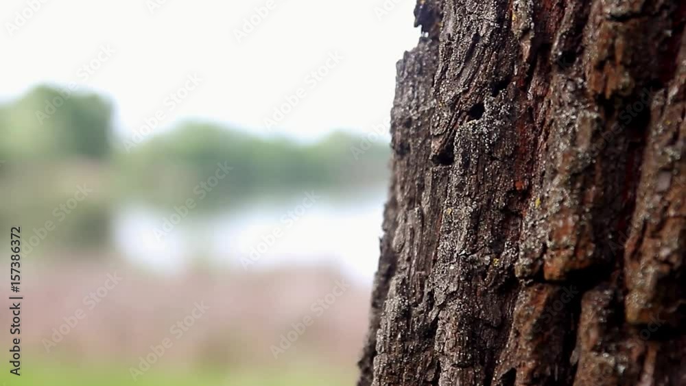 Close up trunk of tree background with forest. Close up trunk of tree background with forest.