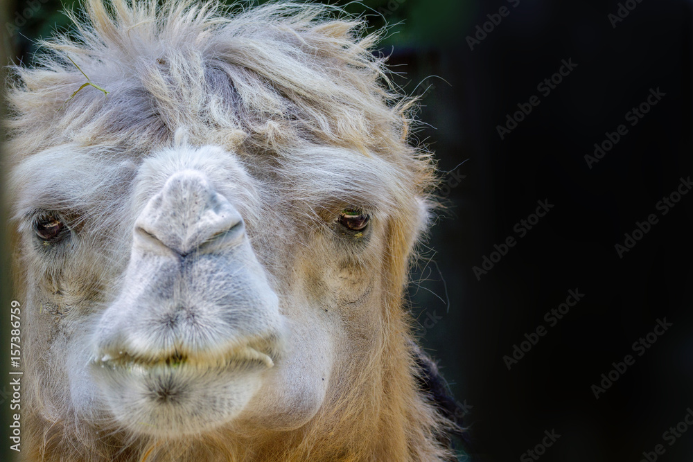  adult pet camel head