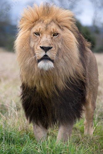 Male Lion Standing