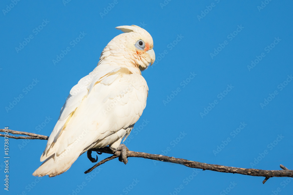 Obraz premium Little Corella