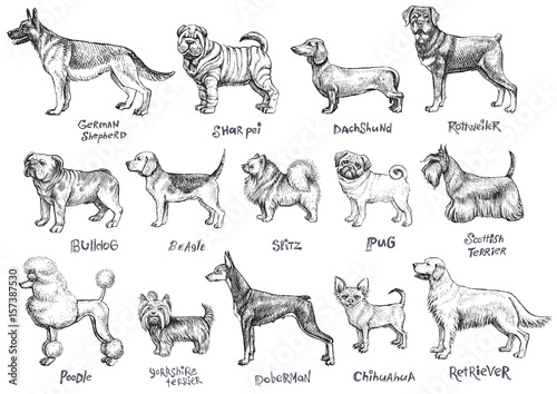 Dogs breeds vector set.