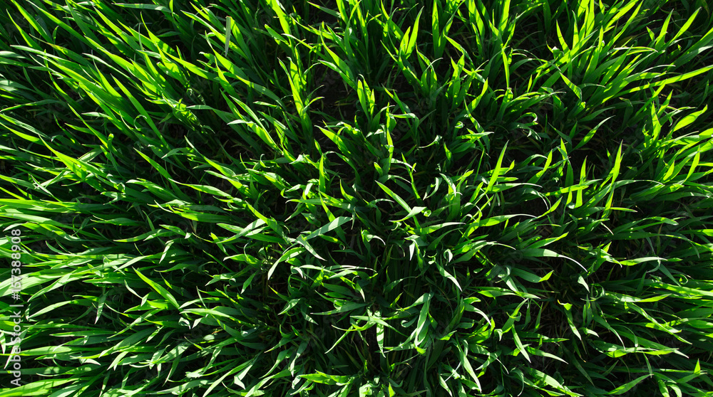 Green spring grass. Green spring grass.