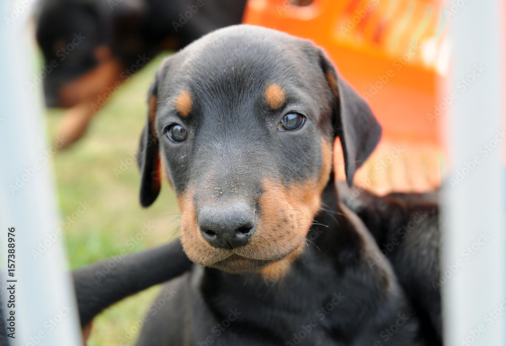 Hunde Welpe braun / schwarz Dobermann Stock Photo | Adobe Stock