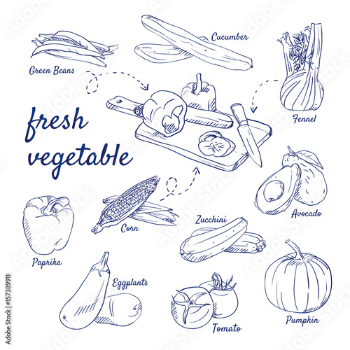Doodle set of fresh vegetable on cutting board - knife, Green Beans, Cucumber, Fennel, Avocado, Zucchini, Corn, Paprika, Eggplants, Tomato, Pumpkin, hand-drawn. Vector sketch illustration isolated.