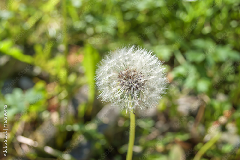 Dandelion Puffball closeup Dandelion Puffball closeup