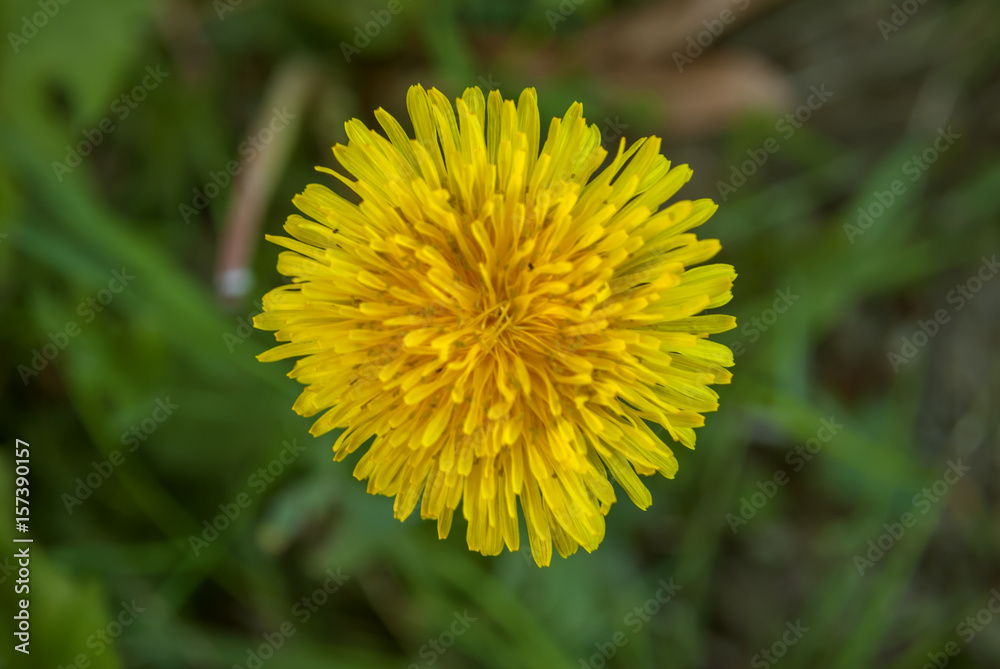 Yellow Dandelion close up with green background Yellow Dandelion close up with green background