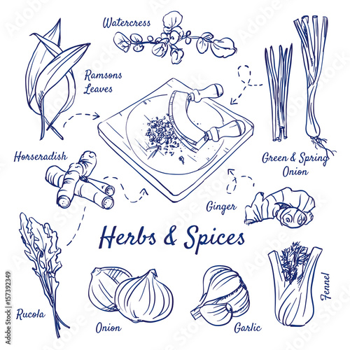 Doodle set of Herbs & Spices - Horseradish, Wild Garlic, Watercress, Cress, Onion, Ginger, Fennel, Garlic, Rucola, Knife, hand-drawn. Vector sketch illustration isolated over white background.