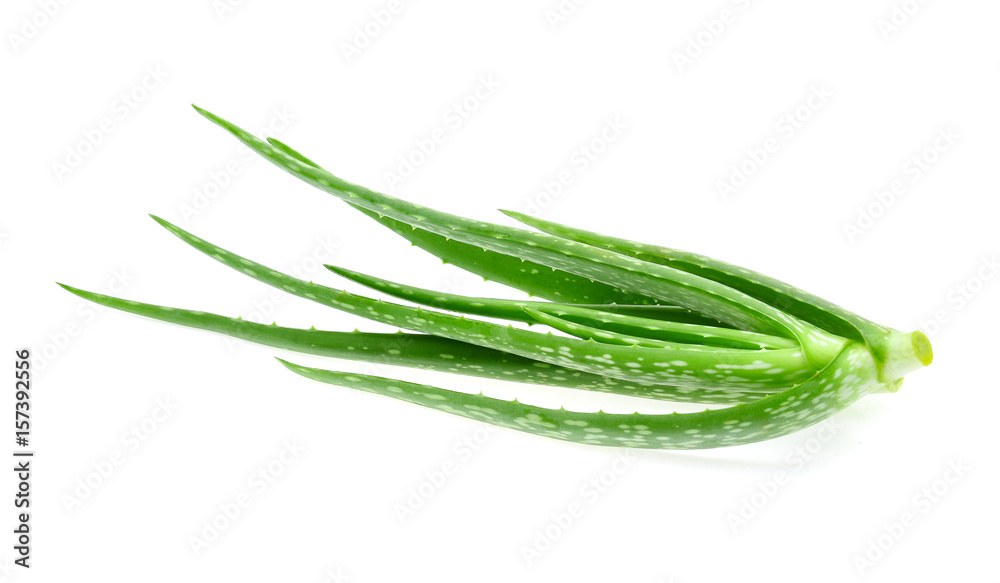 Aloe vera on white background
