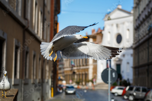 Seegull in flight on the streets of Rome
