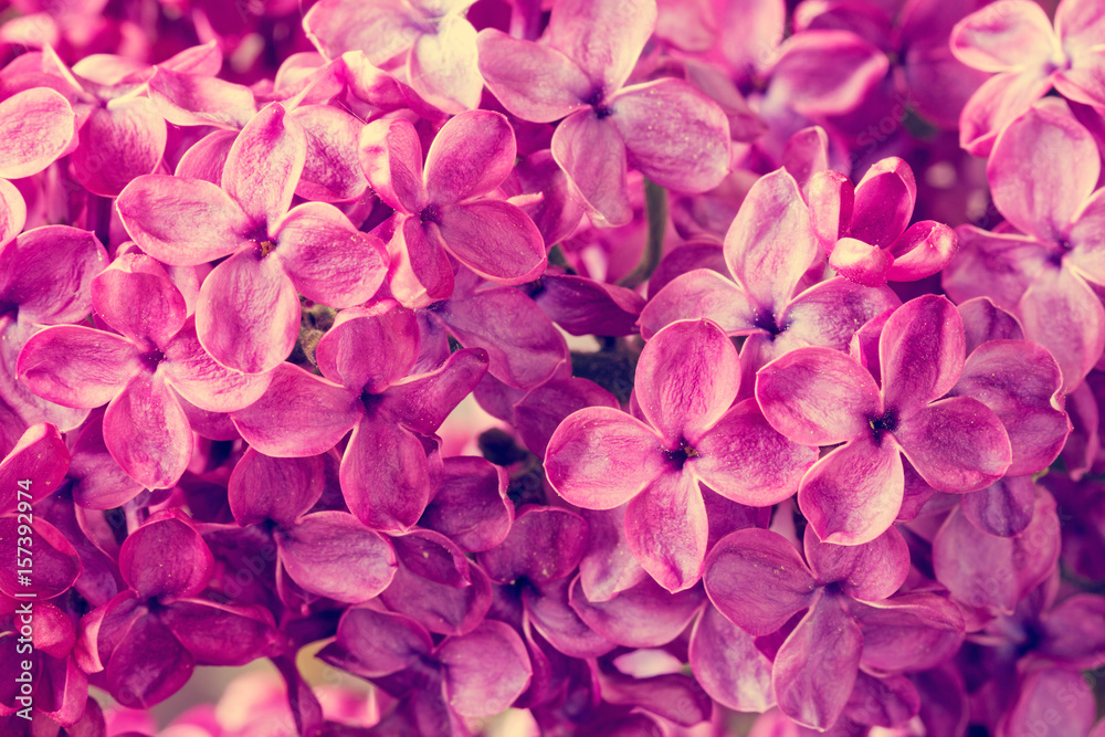 Background of beautiful lilac flowers