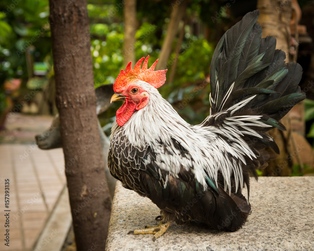 photos of rooster Chicken