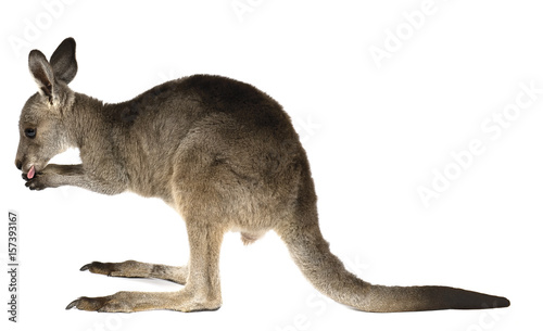 Eastern Grey joey kangaroo isolated on white background.