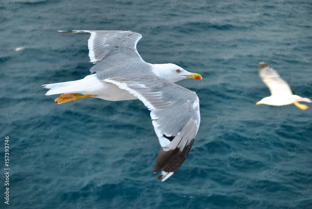 seagull (kelp gull) in flight over blue sea (larus dominicanus) seagull (kelp gull) in flight over blue sea (larus dominicanus)