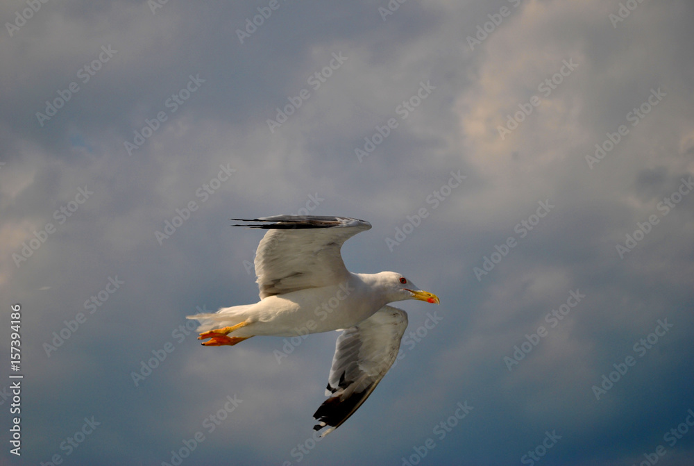 seagull (kelp gull) in flight (larus dominicanus) seagull (kelp gull) in flight (larus dominicanus)