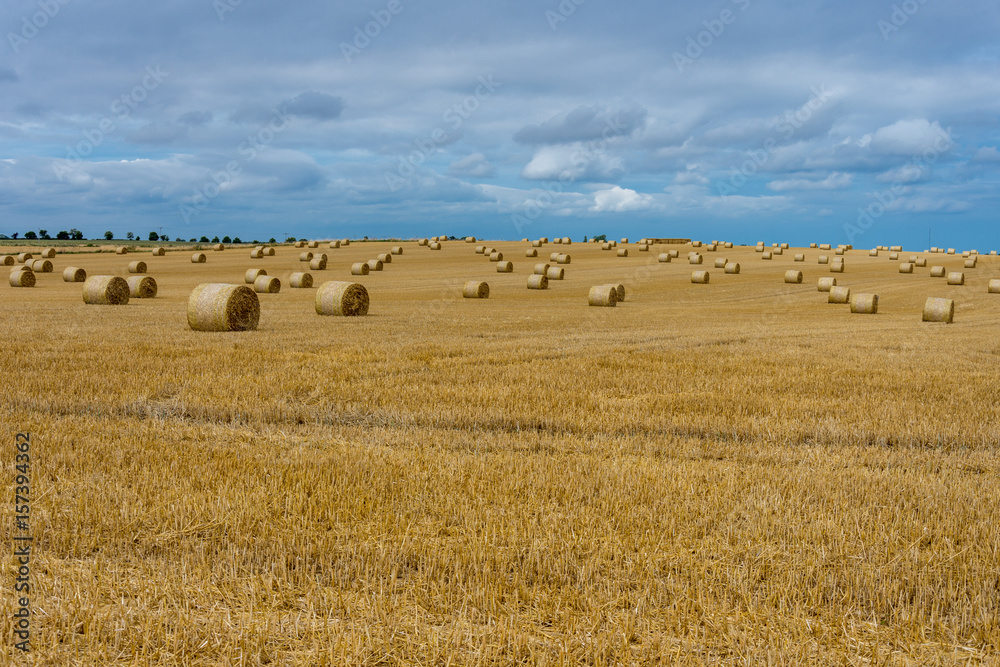 hay bales in golden field