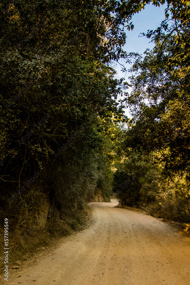 Obraz premium Gravel Forest Road