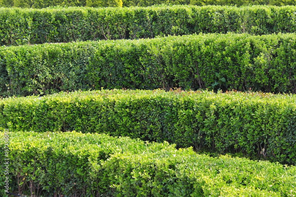 Rows of green bushes in a formal garden
