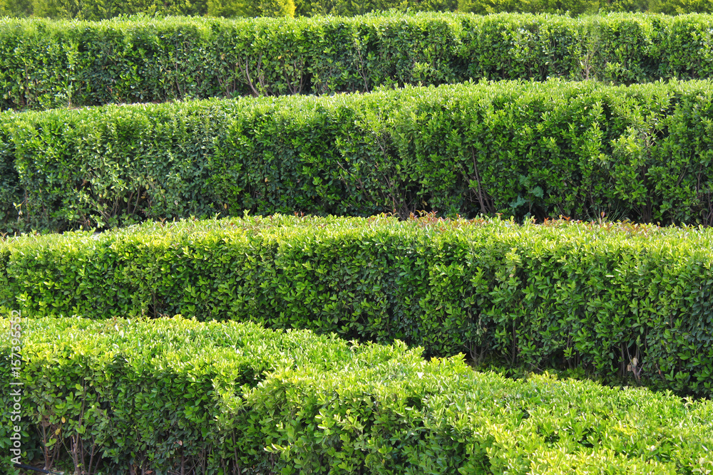 Rows of green bushes in a formal garden Rows of green bushes in a formal garden