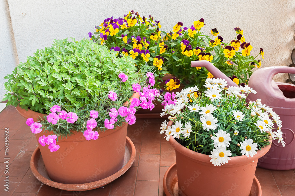 Vases of flowers grown on the terrace of an apartment .