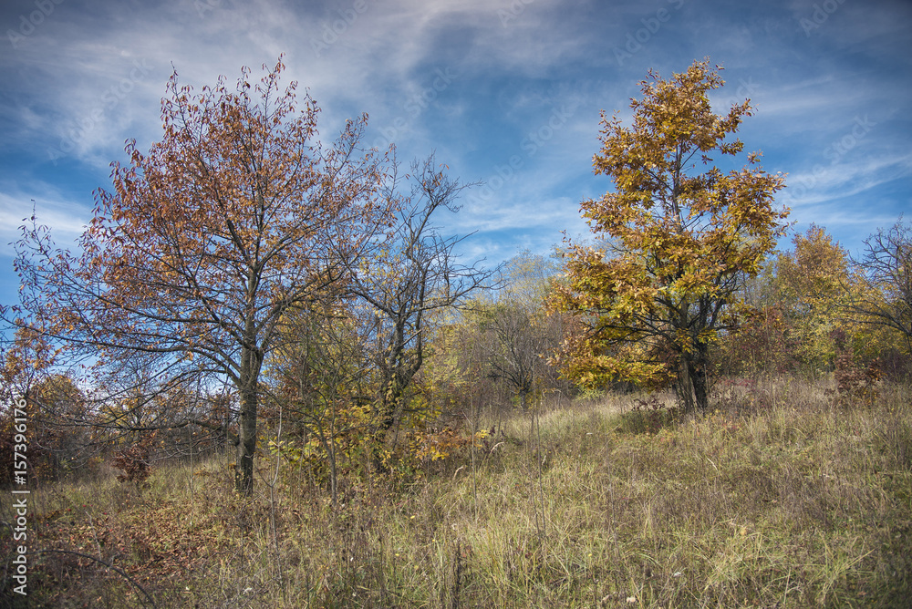 Beautiful autumn trees on a wide forest field against rich blue sky, central Serbia landscape Beautiful autumn trees on a wide forest field against rich blue sky, central Serbia landscape