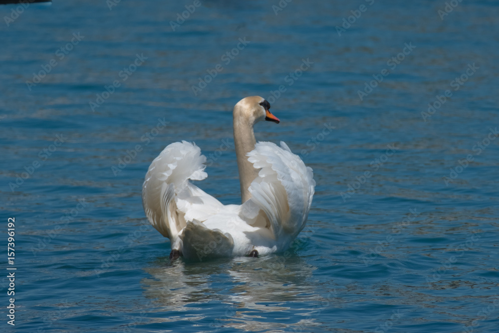 swan on blue lake wate