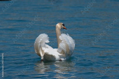 swan on blue lake wate