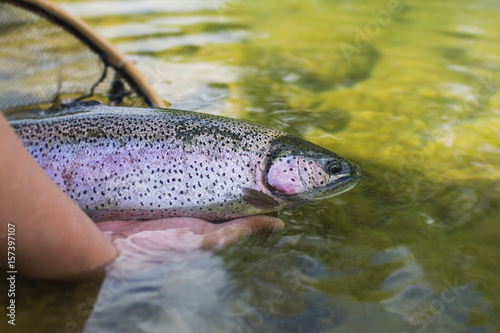 Angler releasing a rainbow trout photo