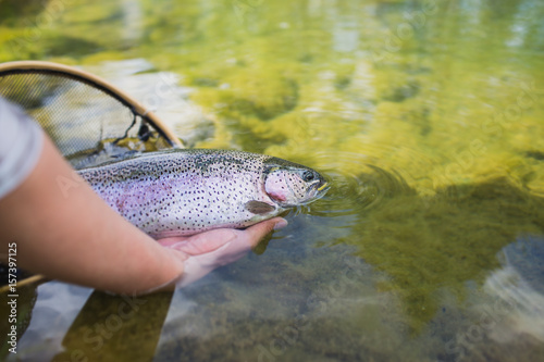 Angler releasing a rainbow trout