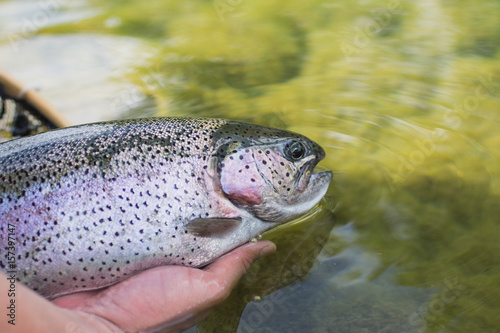 Angler releasing a rainbow trout