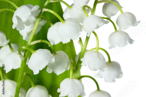 Fototapeta Naklejka Na Ścianę i Meble -  Spring flowers: lily-of-the-valley