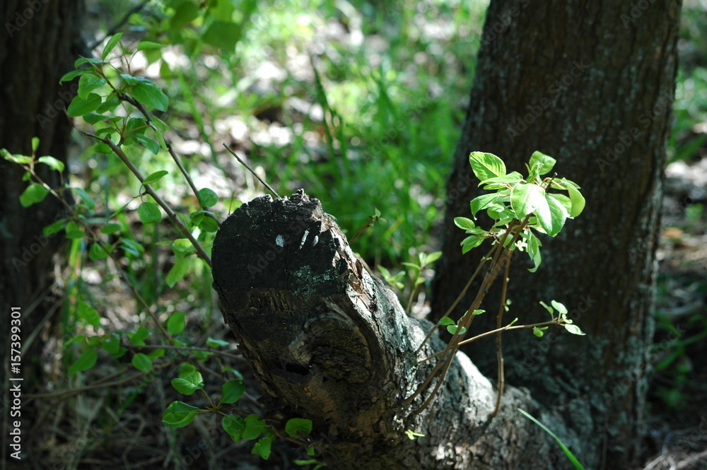 Obraz premium Green tree branch on nature