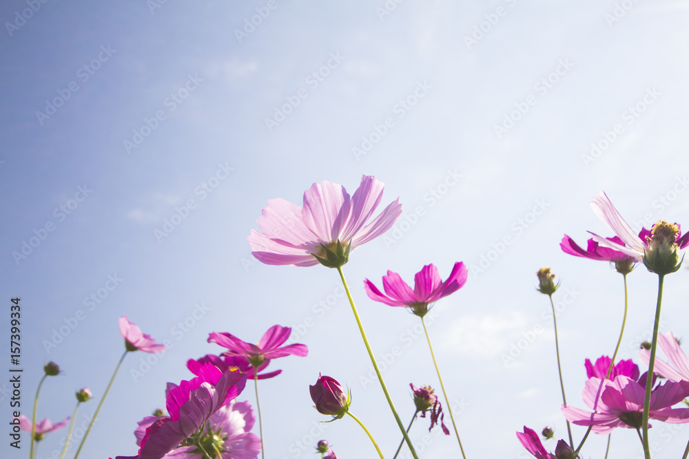 Pink cosmos flowers and blue sky background.