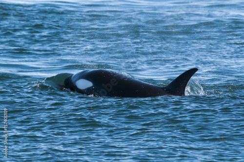 Killer Whale, Orca, hunting a sea lion pup, Peninsula Valdez, Patagonia Argentina © foto4440