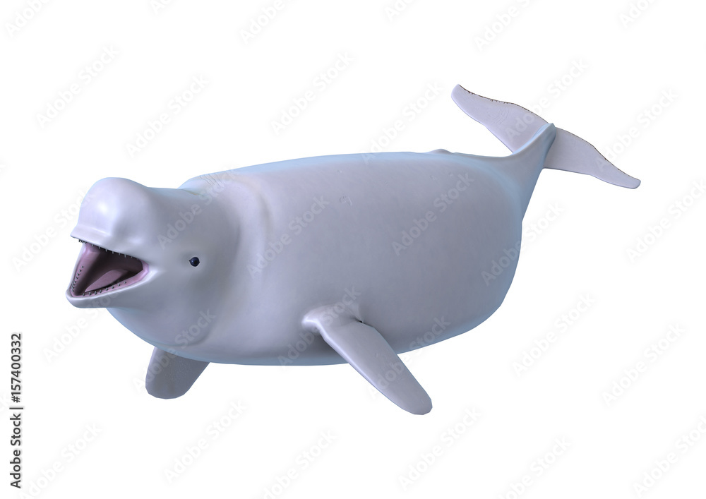 Fototapeta premium 3D Rendering Beluga White Whale on White