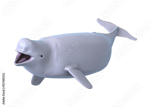 Leinwand Poster 3D Rendering Beluga White Whale on White