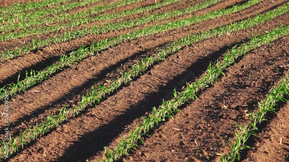 Cultivated maize crop field on a windy day Cultivated maize crop field on a windy day
