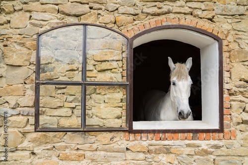 Horse in the window