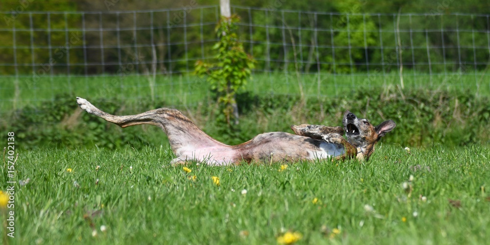 gestromter Hund wälzt sich im Gras Stock Photo | Adobe Stock