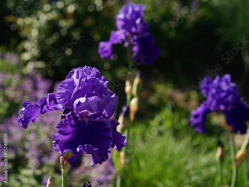 Fototapeta Naklejka Na Ścianę i Meble -  Schwertlilie Iris barbata-elatior 'Blenheim Royal'