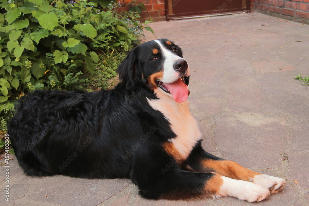 Bernese mountain dog laying on the floor