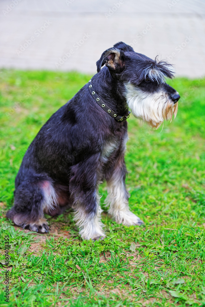 Zwergschnauzer dog sitting on green grass Zwergschnauzer dog sitting on green grass