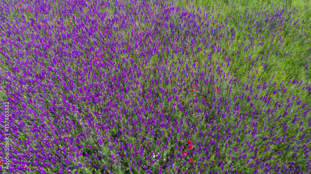 Fototapeta premium Beautiful Wild Purple Flowers In Field Shot From The Above