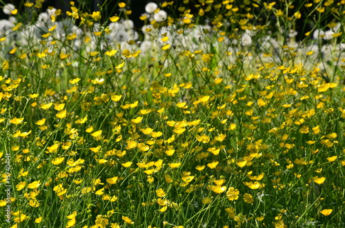 Butterblumenwiese - Wildblumenwiese - Pusteblumen © alisseja