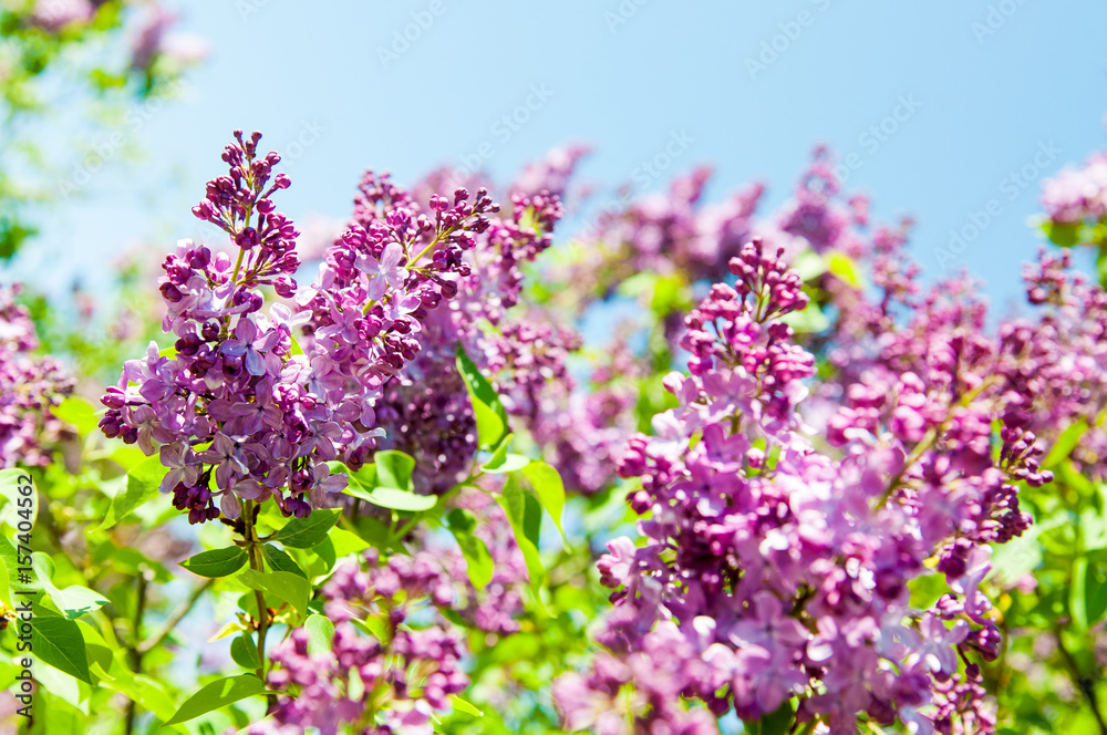 beautiful purple Lilac against a blue clear sky beautiful purple Lilac against a blue clear sky