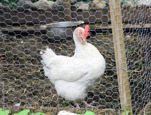 poule qui fait sa toilette avec son bec