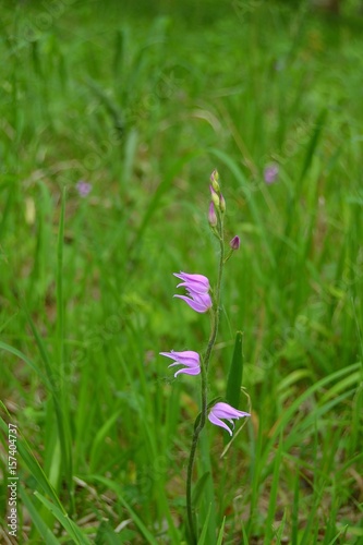 Waldvögelein