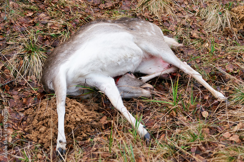 Killed wild deer in autumn forest