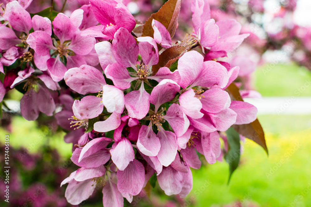 Fototapeta premium Rosa Blüten