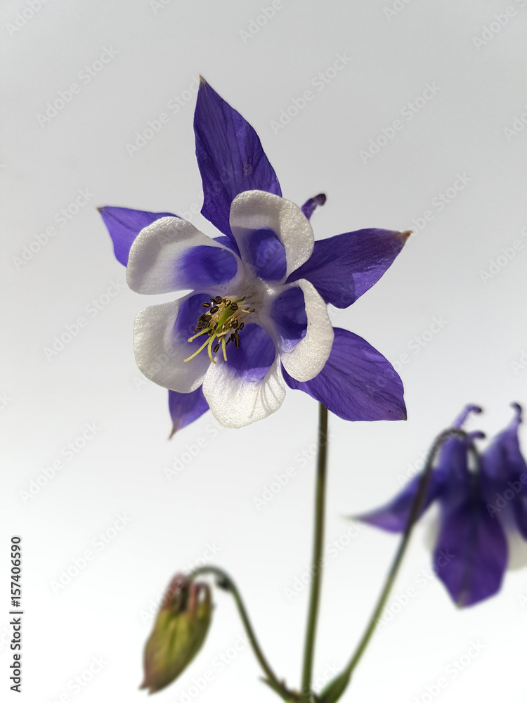 Akelei; Aquilegia; vulgaris Akelei; Aquilegia; vulgaris