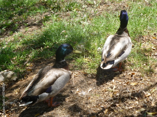 canards photo